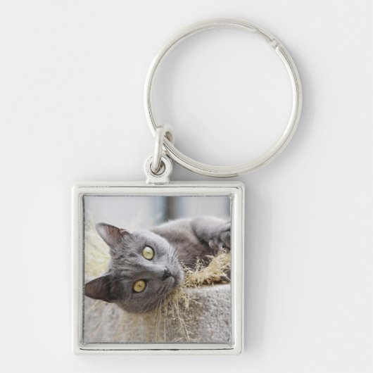 Grey Cat Lying in Pot, Olargues, Herault, Frankrij Sleutelhanger (Voorkant)