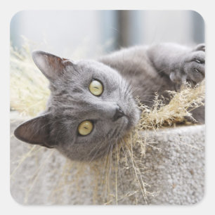 Grey Cat Lying in Pot, Olargues, Herault, Frankrij Vierkante Sticker