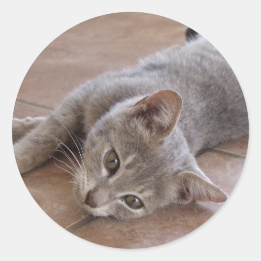 Grey Cat Sticker (Voorkant)