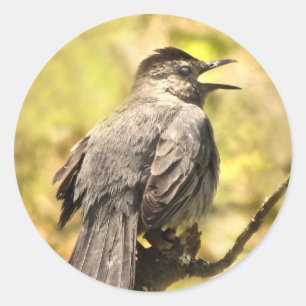 Grey Catbird die zijn Sticker zingt