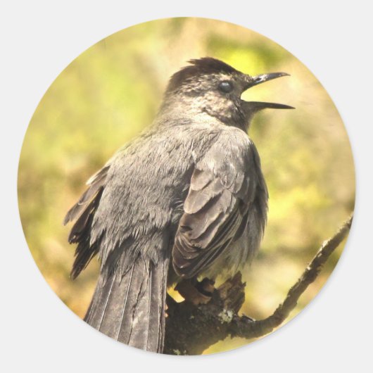 Grey Catbird die zijn Sticker zingt (Voorkant)
