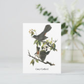 Grey Catbird, John Audubon Briefkaart (Staand voorkant)