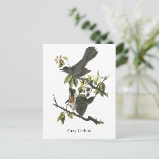 Grey Catbird, John Audubon Briefkaart (Staand voorkant)