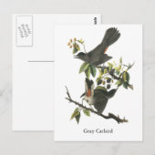 Grey Catbird, John Audubon Briefkaart (Voorkant / Achterkant)