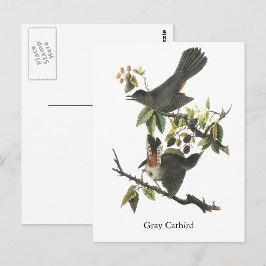 Grey Catbird, John Audubon Briefkaart (Voorkant / Achterkant)