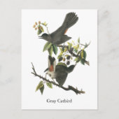 Grey Catbird, John Audubon Briefkaart (Voorkant)