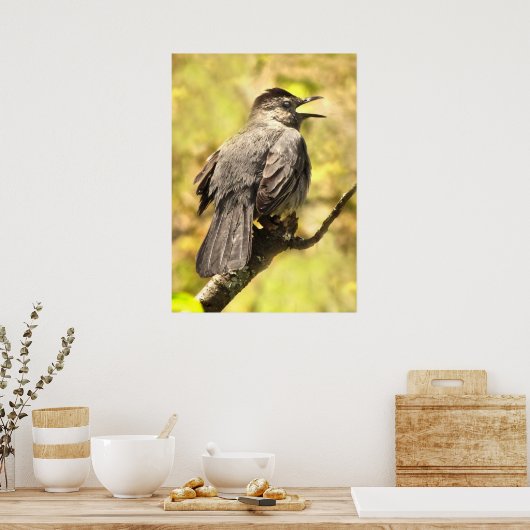 Grey Catbird Zingend zijn Song Poster (Keuken)
