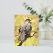 Grey Catbird Zingt zijn Song Briefkaart (Staand voorkant)