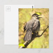 Grey Catbird Zingt zijn Song Briefkaart (Voorkant / Achterkant)