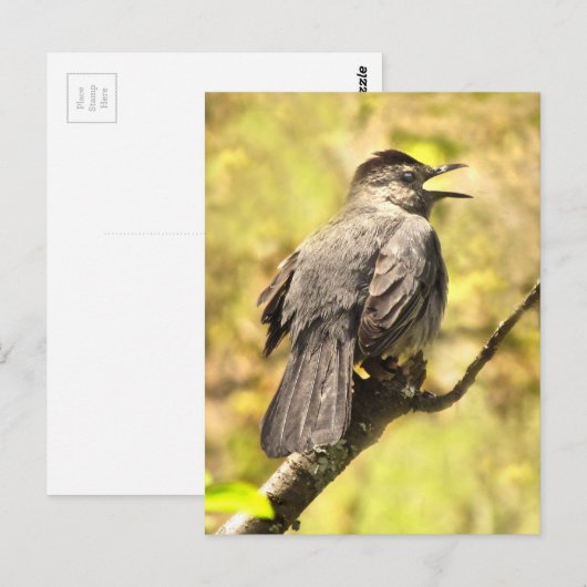 Grey Catbird Zingt zijn Song Briefkaart (Voorkant / Achterkant)
