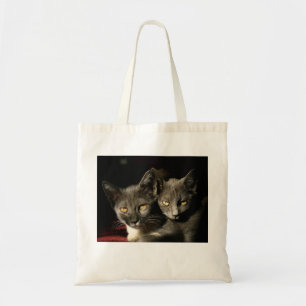 Grey Cats Foto Budget Tas