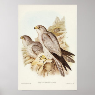 Grey Falcon van Elizabeth Gould Poster