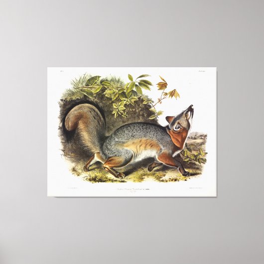Grey Fox / Grey Fox Audubon's Amerikaanse viervoet Canvas Afdruk (Voorkant)