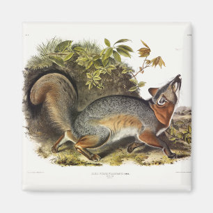 Grey Fox / Grey Fox Audubon's Amerikaanse viervoet Magneet