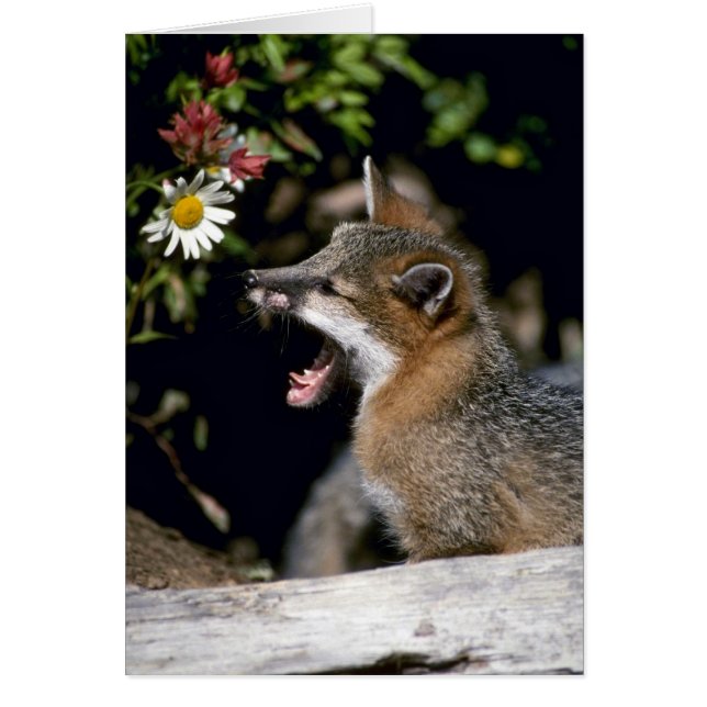 Grey Fox-young kit (Voorkant)
