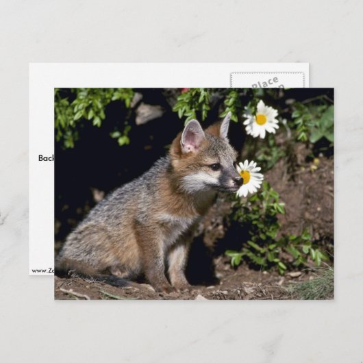 Grey Fox-young kit Briefkaart (Voorkant / Achterkant)