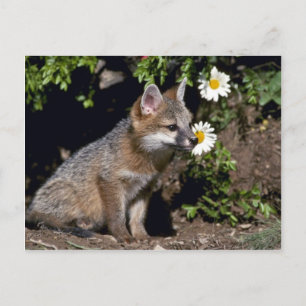 Grey Fox-young kit Briefkaart