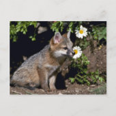 Grey Fox-young kit Briefkaart (Voorkant)