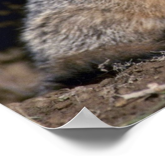 Grey Fox-young kit Poster (Hoek)