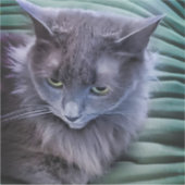 Grey Green Eyed Cat Custom-Cut Vinyl Sticker (Voorkant)