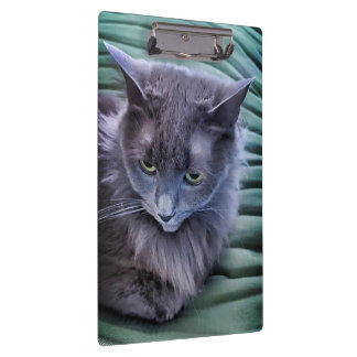 Grey Green Eyed Cat Klembord