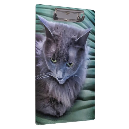 Grey Green Eyed Cat Klembord (Rechts)