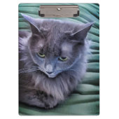 Grey Green Eyed Cat Klembord (Voorkant)