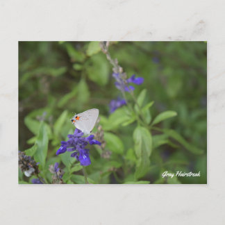 Grey Hairstreak Butterfly Briefkaart