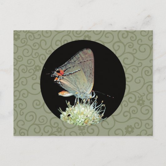 Grey Hairstreak Butterfly Briefkaart (Voorkant)