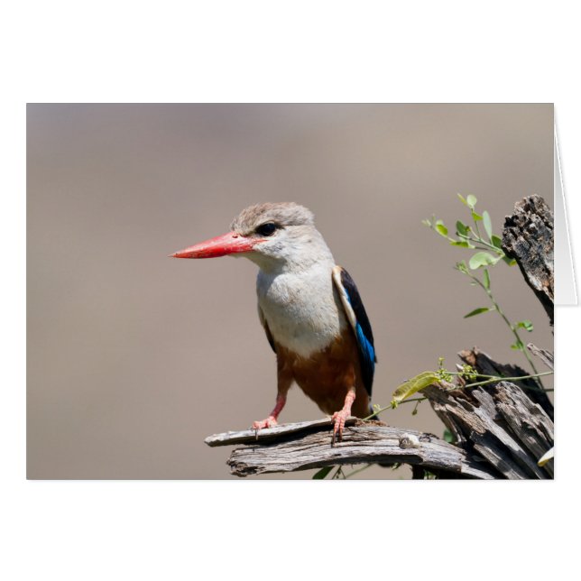 Grey-Headed Kingfisher (Voorkant Horizontaal)
