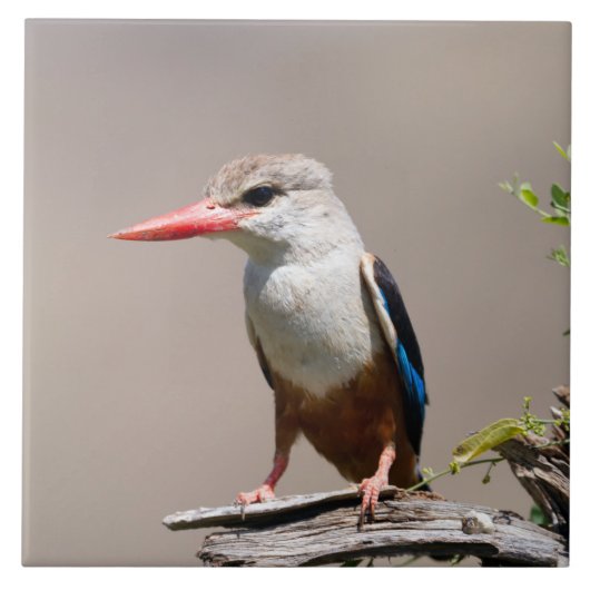 Grey-Headed Kingfisher Tegeltje (Voorkant)
