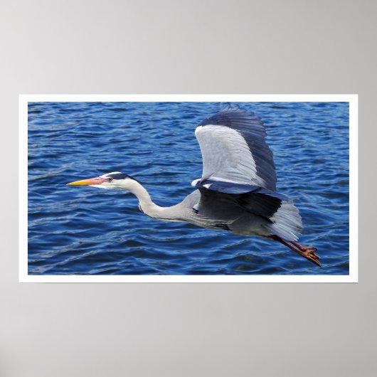 Grey Heron in Flight Poster (Voorkant)