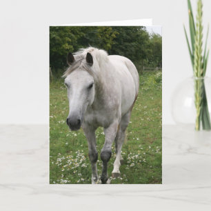 Grey Horse Wenskaart Kaart