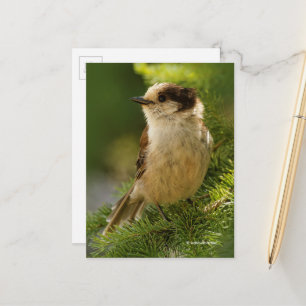 Grey Jay Whiskeyjack Songbird in Evergreen Tree Briefkaart
