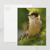 Grey Jay Whiskeyjack Songbird in Evergreen Tree Briefkaart (Voorkant / Achterkant)