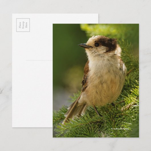 Grey Jay Whiskeyjack Songbird in Evergreen Tree Briefkaart (Voorkant / Achterkant)