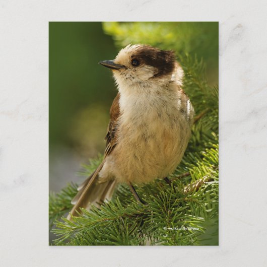 Grey Jay Whiskeyjack Songbird in Evergreen Tree Briefkaart (Voorkant)