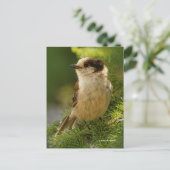 Grey Jay Whiskeyjack Songbird in Evergreen Tree Briefkaart (Staand voorkant)