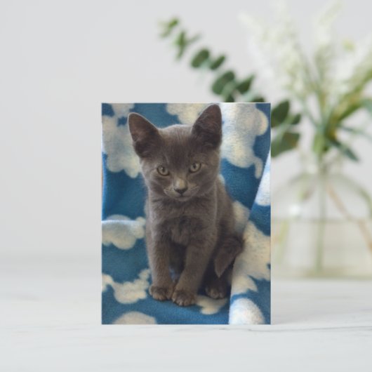 Grey Kitten Briefkaart (Staand voorkant)