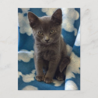 Grey Kitten Briefkaart