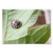 Grey Ladybug Foto Afdruk (Voorkant)