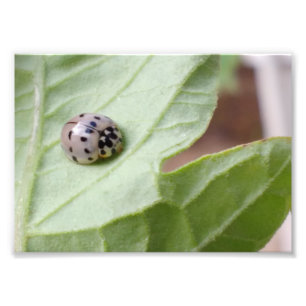 Grey Ladybug Foto Afdruk
