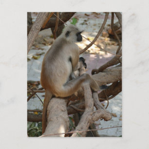 Grey Langur - Neem een Rest Briefkaart