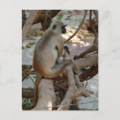 Grey Langur - Neem een Rest Briefkaart (Voorkant)