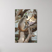 Grey Langur - Neem een Rest Canvas Afdruk (Voorkant)