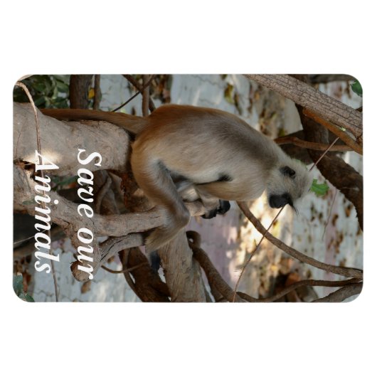 Grey Langur - Neem een Rest Magneet (Horizontaal)