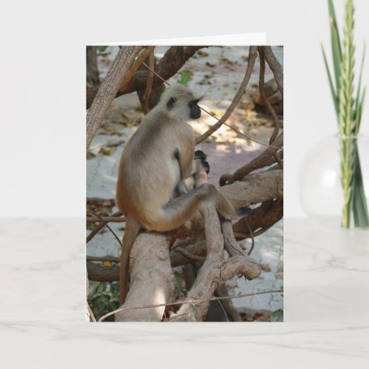 Grey Langur - Take a Rest Kaart (Voorkant)