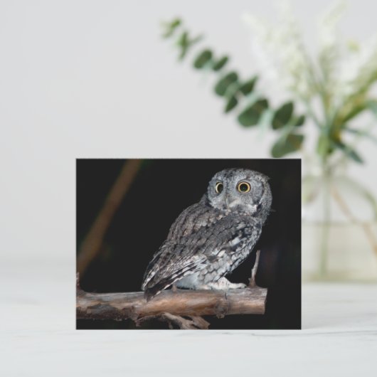 Grey Morph Eastern Screech Owl in Midnight Briefkaart (Staand voorkant)