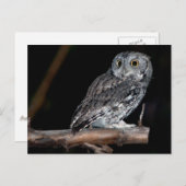 Grey Morph Eastern Screech Owl in Midnight Briefkaart (Voorkant / Achterkant)