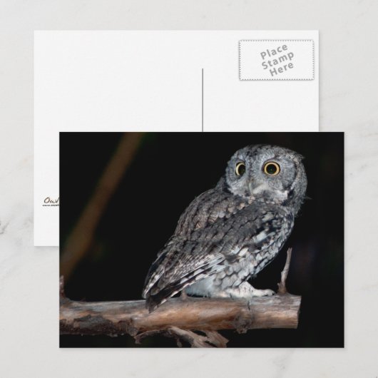 Grey Morph Eastern Screech Owl in Midnight Briefkaart (Voorkant / Achterkant)